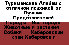 Туркменские Алабаи с отличной психикой от Лучших Представителей Породы - Все города Животные и растения » Собаки   . Хабаровский край,Хабаровск г.